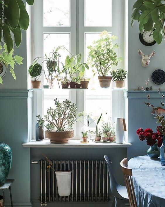 plantes et décoration fenêtres