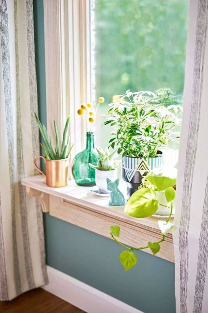 idée déco fenêtres avec plantes