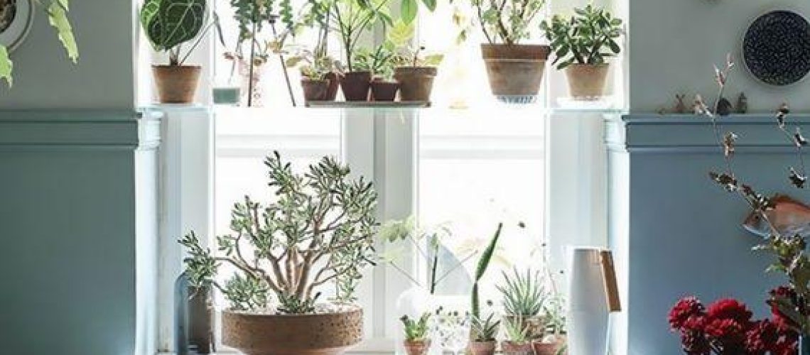 plantes et décoration fenêtres